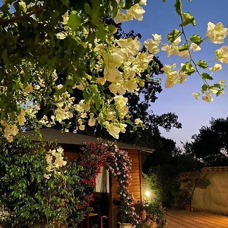 B&B Il Girasole SantʼAnna Arresi 外观 照片